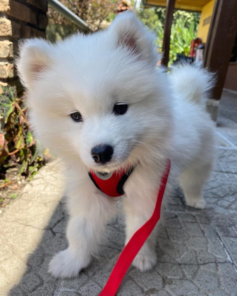 Samoyed For Sale