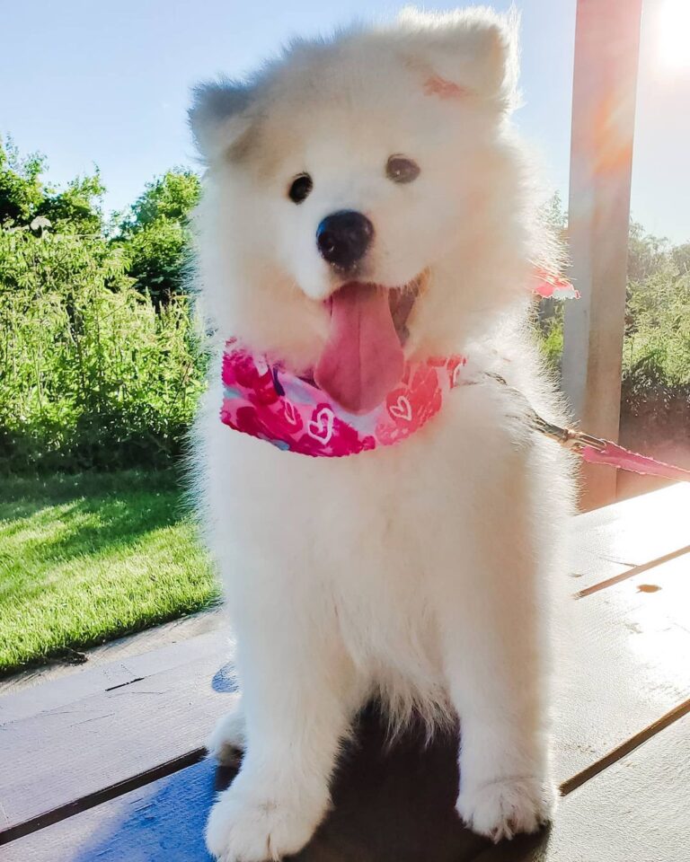 Samoyed Puppies For Sale