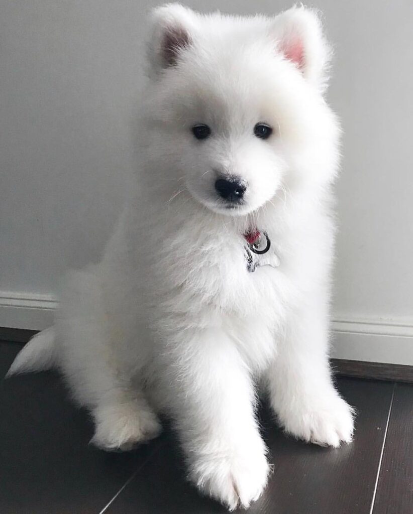 Samoyed For Sale