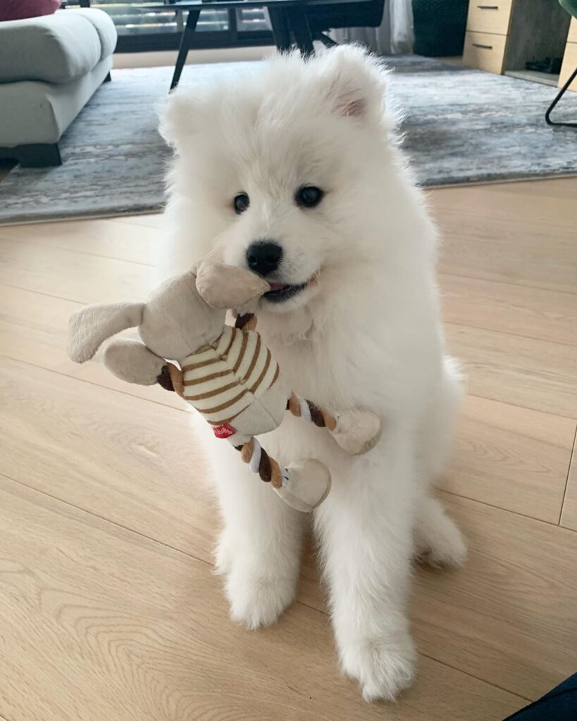 Samoyed For Sale