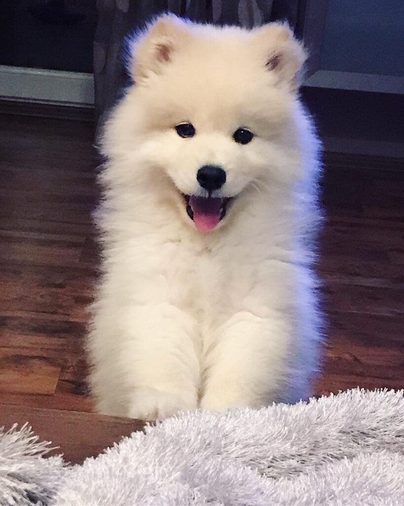 Samoyed Puppies For Sale