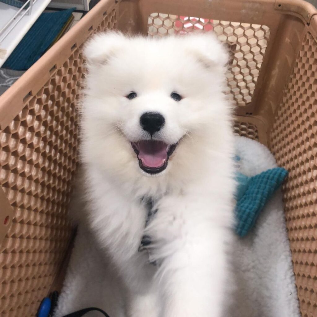 Samoyed For Sale