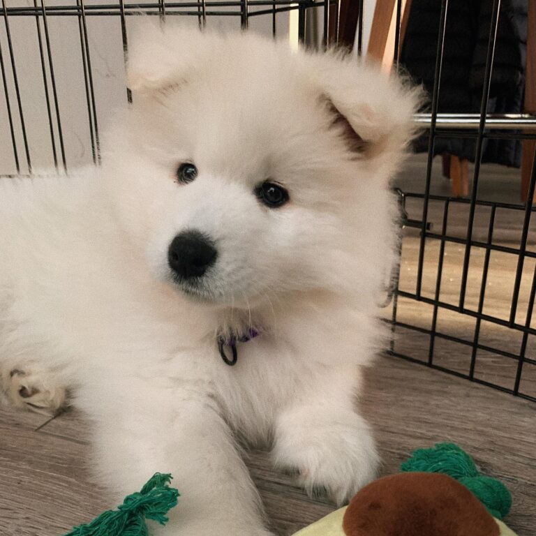 Samoyed Puppies For Sale Virginia