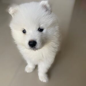 Samoyed Puppies For Sale