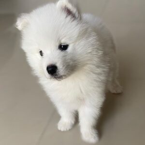Samoyed Puppies For Sale