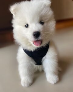 Samoyed Puppies For Sale