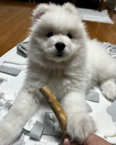 Samoyed Puppies For Sale