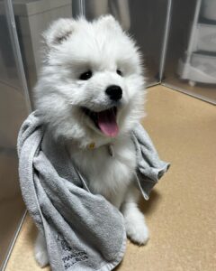 Samoyed Puppies For Sale