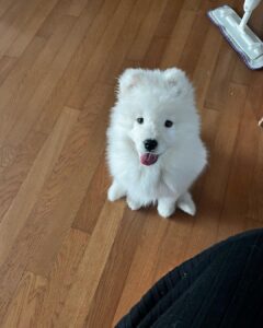 Samoyed Puppies For Sale