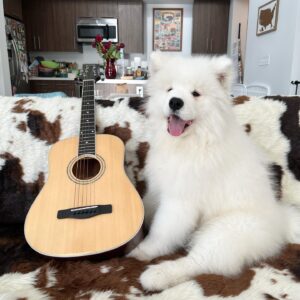 Samoyed Puppies For Sale