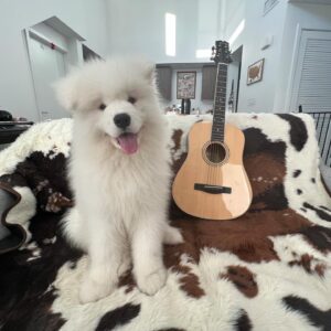 Samoyed Puppies For Sale