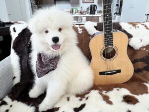 Samoyed Puppies For Sale