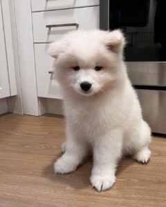 Samoyed Puppies For Sale
