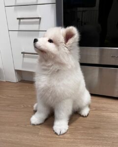 Samoyed Puppies For Sale