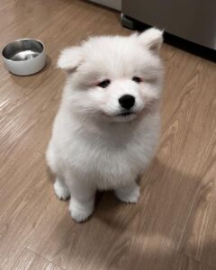 Samoyed Puppies For Sale