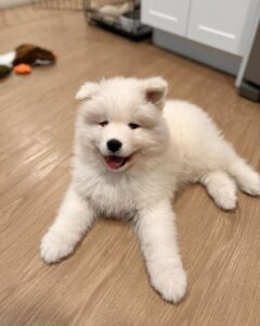 Samoyed Puppies For Sale
