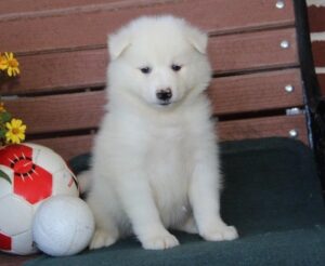 Samoyed Puppies For Sale
