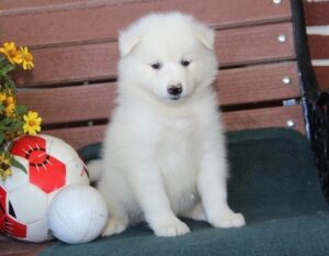 Samoyed Puppies For Sale