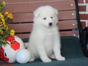 Samoyed Puppies For Sale