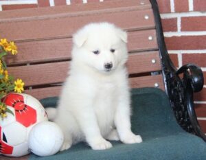 Samoyed Puppies For Sale