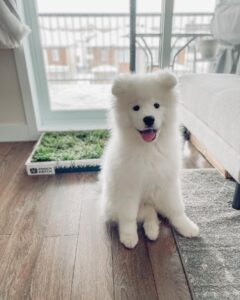 Samoyed Puppies For Sale