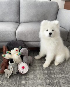 Samoyed Puppies For Sale