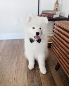 Samoyed Puppies For Sale