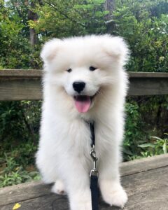 Samoyed Puppies For Sale
