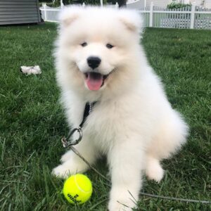 Samoyed Puppies For Sale