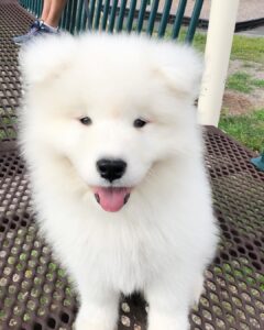 Samoyed Puppies For Sale