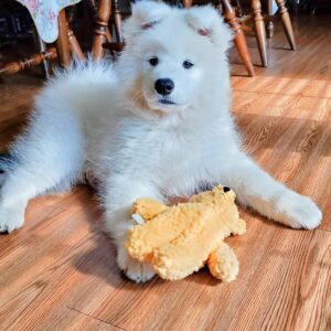 Samoyed Puppies For Sale