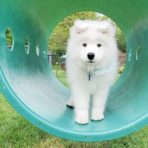 Samoyed Puppies For Sale