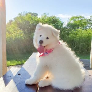 Samoyed Puppies For Sale