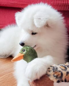 Samoyed Puppies For Sale