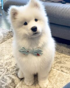 Samoyed Puppies For Sale