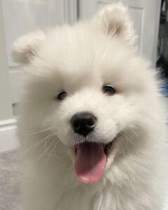 Samoyed Puppies For Sale