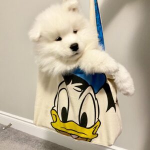Samoyed Puppies For Sale