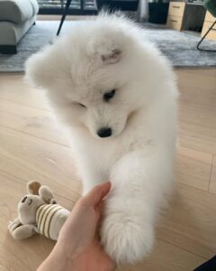 Samoyed Puppies For Sale