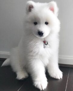 Samoyed Puppies For Sale
