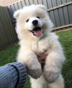 Samoyed Puppies For Sale