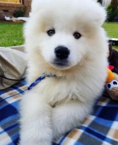 Samoyed Puppies For Sale