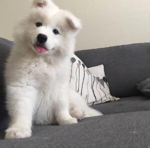 Samoyed Puppies For Sale