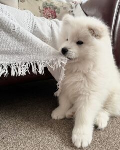 Samoyed Puppies For Sale