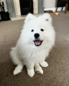 Samoyed Puppies For Sale