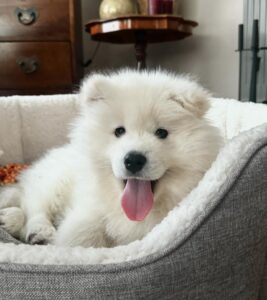Samoyed Puppies For Sale