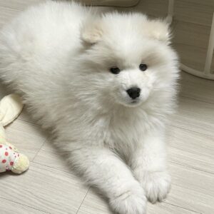 Samoyed Puppies For Sale