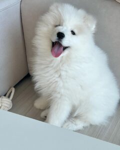 Samoyed Puppies For Sale
