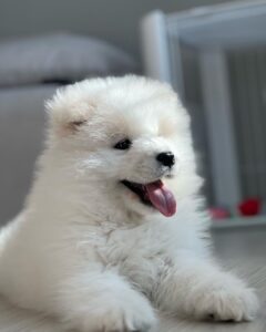 Samoyed Puppies For Sale