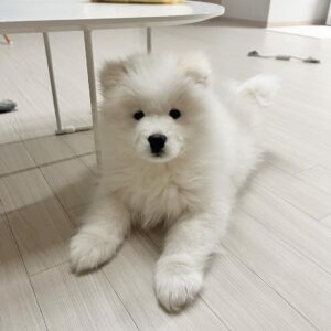 Samoyed Puppies For Sale
