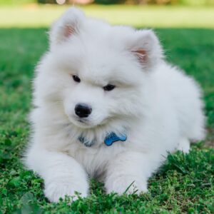 Samoyed Puppies For Sale